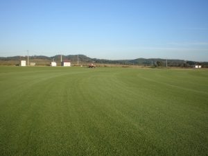 Natural Grass - DUVITOR